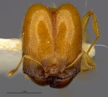 Media type: image;   Entomology 20700 Aspect: head frontal view